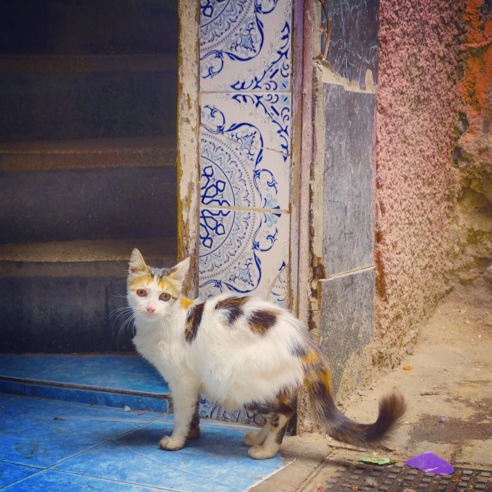 Chat Marrakech jeune femelle tricolore
