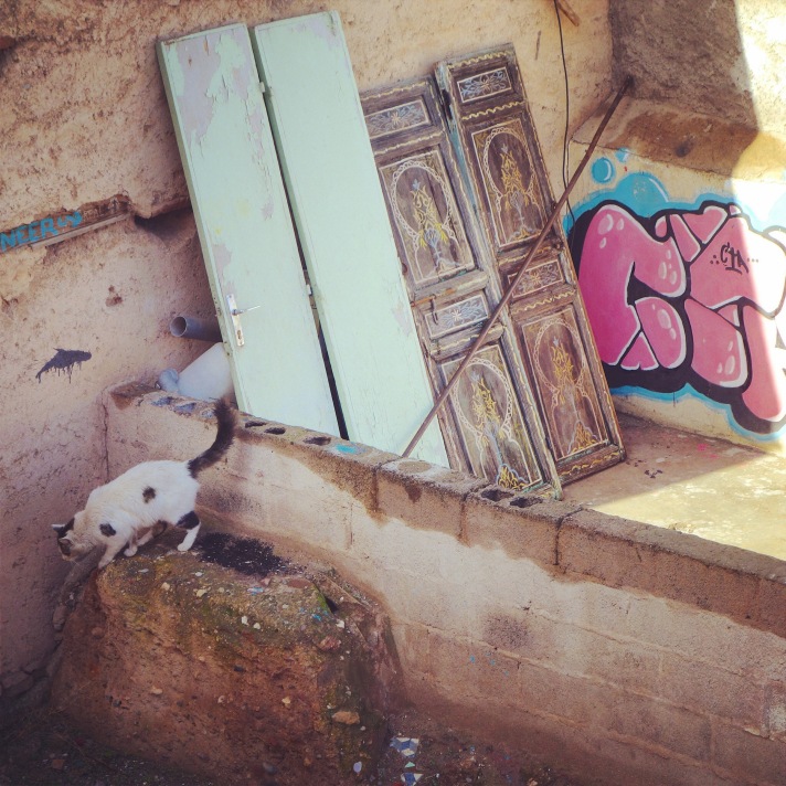 Chat Marrakech toits