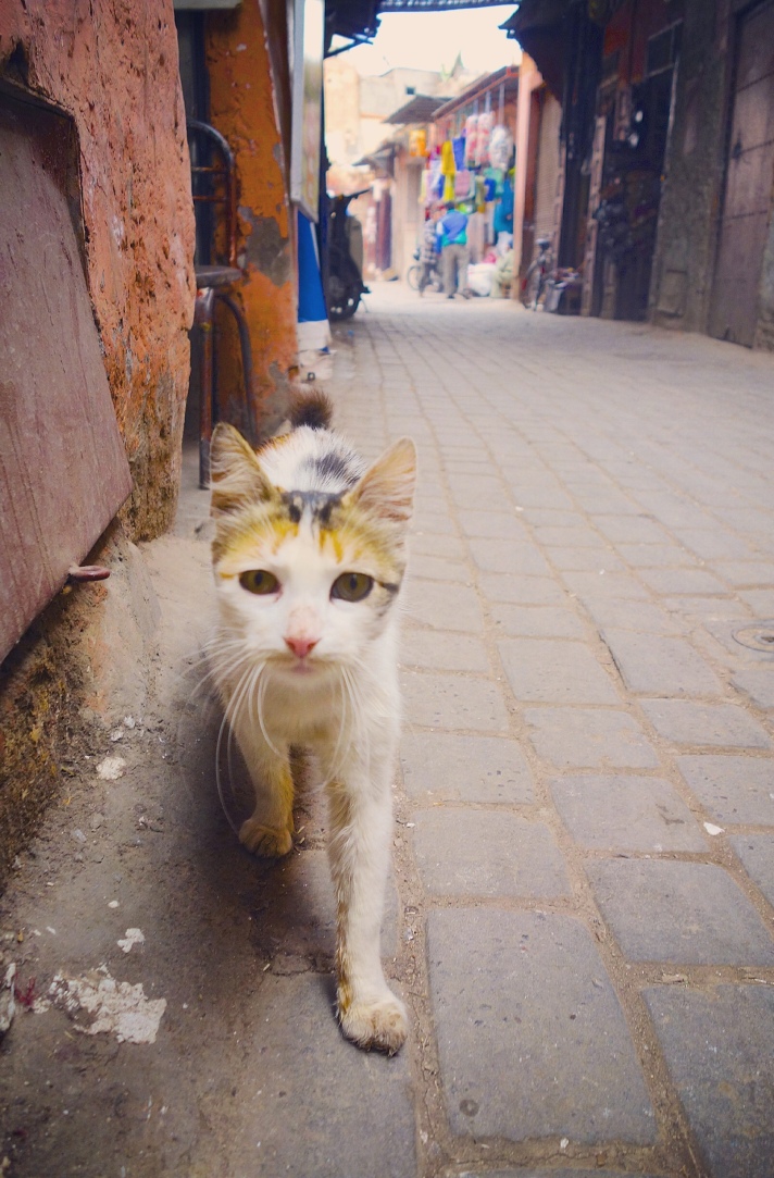 Chat Marrakech tricolore ruelle proche